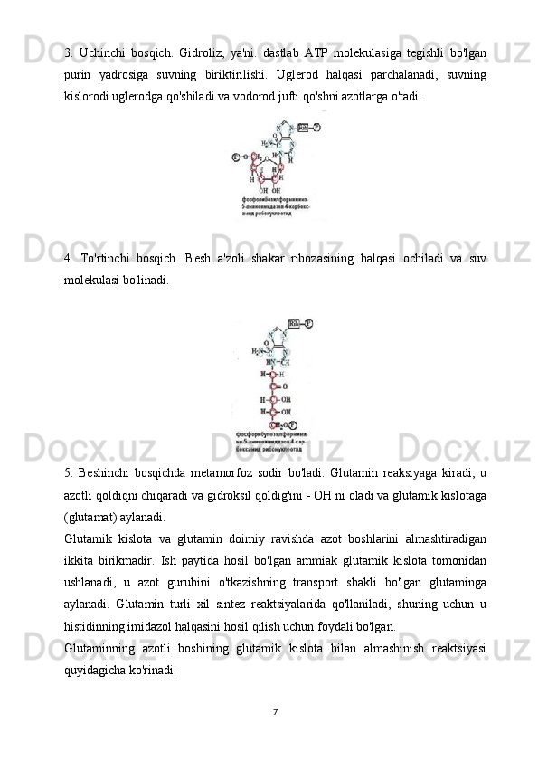 3.   Uchinchi   bosqich.   Gidroliz,   ya'ni.   dastlab   ATP   molekulasiga   tegishli   bo'lgan
purin   yadrosiga   suvning   biriktirilishi.   Uglerod   halqasi   parchalanadi,   suvning
kislorodi uglerodga qo'shiladi va vodorod jufti qo'shni azotlarga o'tadi.
4.   To'rtinchi   bosqich.   Besh   a'zoli   shakar   ribozasining   halqasi   ochiladi   va   suv
molekulasi bo'linadi.
5.   Beshinchi   bosqichda   metamorfoz   sodir   bo'ladi.   Glutamin   reaksiyaga   kiradi,   u
azotli qoldiqni chiqaradi va gidroksil qoldig'ini - OH ni oladi va glutamik kislotaga
(glutamat) aylanadi.
Glutamik   kislota   va   glutamin   doimiy   ravishda   azot   boshlarini   almashtiradigan
ikkita   birikmadir.   Ish   paytida   hosil   bo'lgan   ammiak   glutamik   kislota   tomonidan
ushlanadi,   u   azot   guruhini   o'tkazishning   transport   shakli   bo'lgan   glutaminga
aylanadi.   Glutamin   turli   xil   sintez   reaktsiyalarida   qo'llaniladi,   shuning   uchun   u
histidinning imidazol halqasini hosil qilish uchun foydali bo'lgan.
Glutaminning   azotli   boshining   glutamik   kislota   bilan   almashinish   reaktsiyasi
quyidagicha ko'rinadi:
7 
