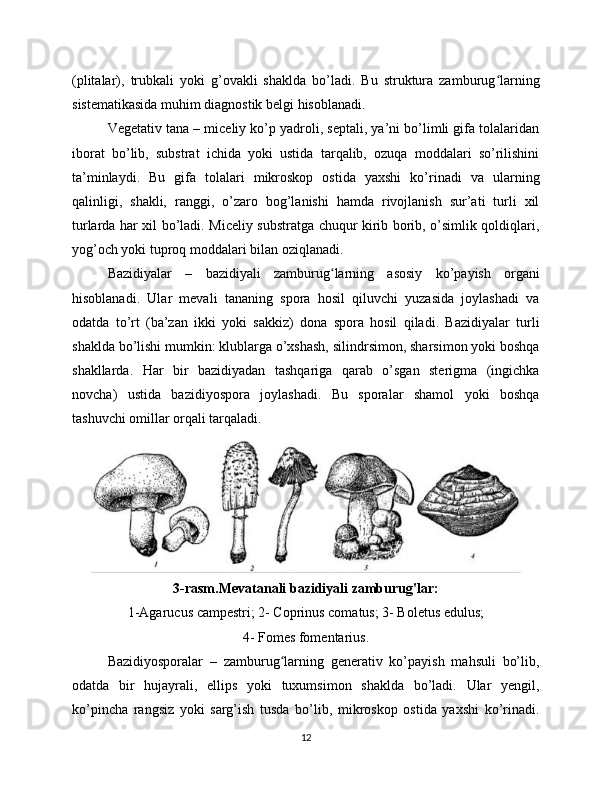 (plitalar),   trubkali   yoki   g’ovakli   shaklda   bo’ladi.   Bu   struktura   zamburug larningʻ
sistematikasida muhim diagnostik belgi hisoblanadi.
Vegetativ tana – miceliy ko’p yadroli, septali, ya’ni bo’limli gifa tolalaridan
iborat   bo’lib,   substrat   ichida   yoki   ustida   tarqalib,   ozuqa   moddalari   so’rilishini
ta’minlaydi.   Bu   gifa   tolalari   mikroskop   ostida   yaxshi   ko’rinadi   va   ularning
qalinligi,   shakli,   ranggi,   o’zaro   bog’lanishi   hamda   rivojlanish   sur’ati   turli   xil
turlarda har xil bo’ladi. Miceliy substratga chuqur kirib borib, o’simlik qoldiqlari,
yog’och yoki tuproq moddalari bilan oziqlanadi.
Bazidiyalar   –   bazidiyali   zamburug larning   asosiy   ko’payish   organi	
ʻ
hisoblanadi.   Ular   mevali   tananing   spora   hosil   qiluvchi   yuzasida   joylashadi   va
odatda   to’rt   (ba’zan   ikki   yoki   sakkiz)   dona   spora   hosil   qiladi.   Bazidiyalar   turli
shaklda bo’lishi mumkin: klublarga o’xshash, silindrsimon, sharsimon yoki boshqa
shakllarda.   Har   bir   bazidiyadan   tashqariga   qarab   o’sgan   sterigma   (ingichka
novcha)   ustida   bazidiyospora   joylashadi.   Bu   sporalar   shamol   yoki   boshqa
tashuvchi omillar orqali tarqaladi.
3-rasm.Mevatanali bazidiyali zamburug'lar:
1-Agarucus campestri; 2- Coprinus comatus; 3- Boletus edulus;
4- Fomes fomentarius.
Bazidiyosporalar   –   zamburug larning   generativ   ko’payish   mahsuli   bo’lib,	
ʻ
odatda   bir   hujayrali,   ellips   yoki   tuxumsimon   shaklda   bo’ladi.   Ular   yengil,
ko’pincha   rangsiz   yoki   sarg’ish   tusda   bo’lib,   mikroskop   ostida   yaxshi   ko’rinadi.
12
