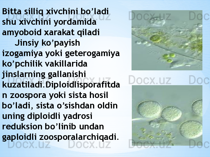 Bitta silliq xivchini bo’ladi 
shu xivchini yordamida 
amyoboid xarakat qiladi
     Jinsiy ko’payish 
izogamiya yoki geterogamiya 
ko’pchilik vakillarida 
jinslarning gallanishi 
kuzatiladi.Diploidlisporafitda
n zoospora yoki sista hosil 
bo’ladi, sista o’sishdan oldin 
uning diploidli yadrosi 
reduksion bo’linib undan 
gaploidli zoosporalarchiqadi.