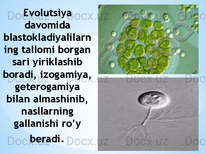 Evolutsiya 
davomida 
blastokladiyalilarn
ing tallomi borgan 
sari yiriklashib 
boradi, izogamiya, 
geterogamiya 
bilan almashinib, 
nasllarning 
gallanishi ro’y 
beradi .