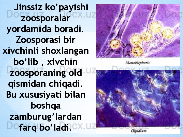 Jinssiz ko’payishi 
zoosporalar 
yordamida boradi. 
Zoosporasi bir 
xivchinli shoxlangan 
bo’lib , xivchin 
zoosporaning old 
qismidan chiqadi. 
Bu xususiyati bilan 
boshqa 
zamburug’lardan 
farq bo’ladi.