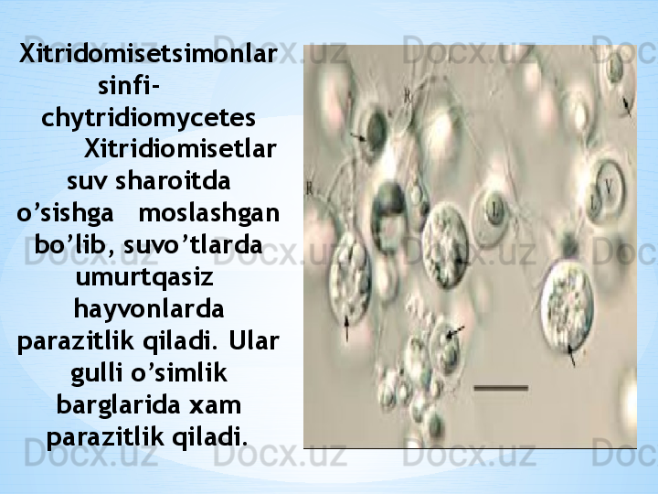           
Xitridomisetsimonlar 
sinfi-      
chytridiomycetes
        Xitridiomisetlar 
suv sharoitda 
o’sishga   moslashgan 
bo’lib, suvo’tlarda 
umurtqasiz  
hayvonlarda 
parazitlik qiladi. Ular 
gulli o’simlik 
barglarida xam 
parazitlik qiladi. 