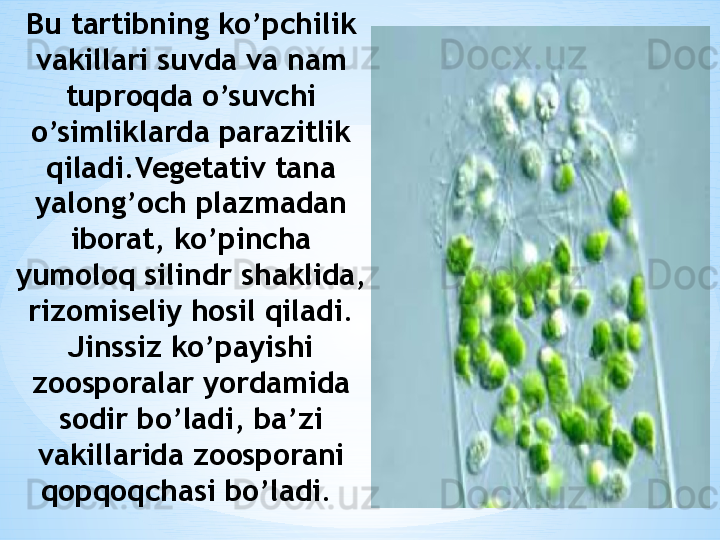 Bu tartibning ko’pchilik 
vakillari suvda va nam 
tuproqda o’suvchi 
o’simliklarda parazitlik 
qiladi.Vegetativ tana 
yalong’och plazmadan 
iborat, ko’pincha 
yumoloq silindr shaklida, 
rizomiseliy hosil qiladi. 
Jinssiz ko’payishi 
zoosporalar yordamida 
sodir bo’ladi, ba’zi 
vakillarida zoosporani 
qopqoqchasi bo’ladi.  