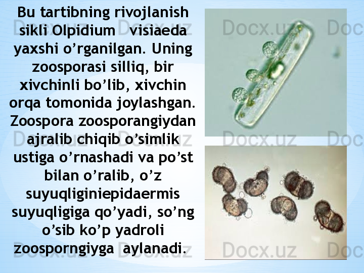 Bu tartibning rivojlanish 
sikli Olpidium   visiaeda 
yaxshi o’rganilgan. Uning 
zoosporasi silliq, bir 
xivchinli bo’lib, xivchin 
orqa tomonida joylashgan. 
Zoospora zoosporangiydan 
ajralib chiqib o’simlik 
ustiga o’rnashadi va po’st 
bilan o’ralib, o’z 
suyuqliginiepidaermis 
suyuqligiga qo’yadi, so’ng 
o’sib ko’p yadroli 
zoosporngiyga  aylanadi.  