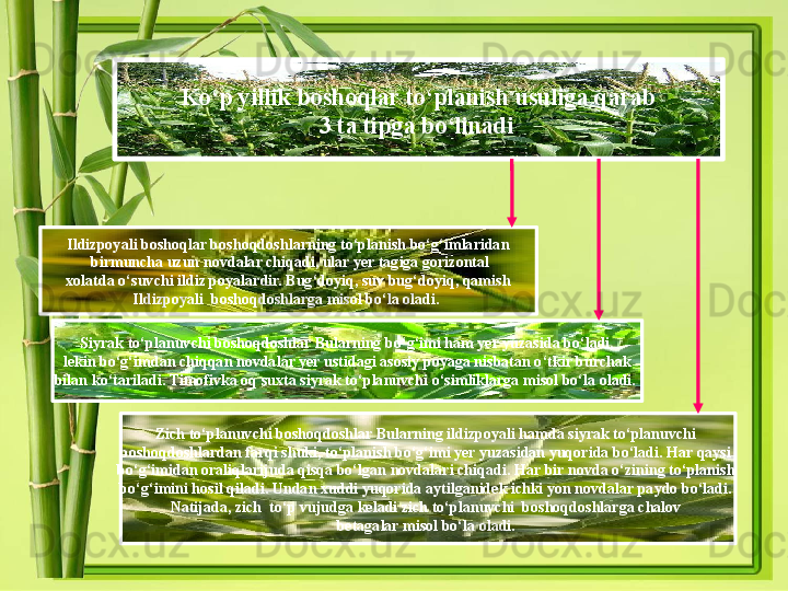 Ko‘p yillik boshoqlar to‘planish usuliga qarab
  3 ta tipga bo‘linadi . 
Ildizpoyali boshoqlar boshoqdoshlarning to‘planish bo‘g‘imlaridan
  birmuncha uzun novdalar chiqadi, ular yer tagiga gorizontal
  xolatda o‘suvchi ildiz poyalardir. Bug‘doyiq, suv bug‘doyiq, qamish 
Ildizpoyali  boshoqdoshlarga misol bo‘la oladi. 
Siyrak to‘planuvchi boshoqdoshlar Bularning bo‘g‘imi ham yer yuzasida bo‘ladi,
  lekin bo‘g‘imdan chiqqan novdalar yer ustidagi asosiy poyaga nisbatan o‘tkir burchak 
bilan ko‘tariladi. Timofivka oq suxta siyrak to‘planuvchi o‘simliklarga misol bo‘la oladi. 
Zich to‘planuvchi boshoqdoshlar Bularning ildizpoyali hamda siyrak to‘planuvchi 
boshoqdoshlardan farqi shuki, to‘planish bo‘g‘imi yer yuzasidan yuqorida bo‘ladi. Har qaysi 
bo‘g‘imidan oraliqlarijuda qisqa bo‘lgan novdalari chiqadi.  Har bir novda o‘zining to‘planish 
bo‘g‘imini hosil qiladi.  Undan xuddi yuqorida aytilganidek ichki yon novdalar paydo bo‘ladi. 
Natijada, zich  to‘p vujudga keladi zich to‘planuvchi  boshoqdoshlarga chalov 
betagalar misol bo‘la oladi.