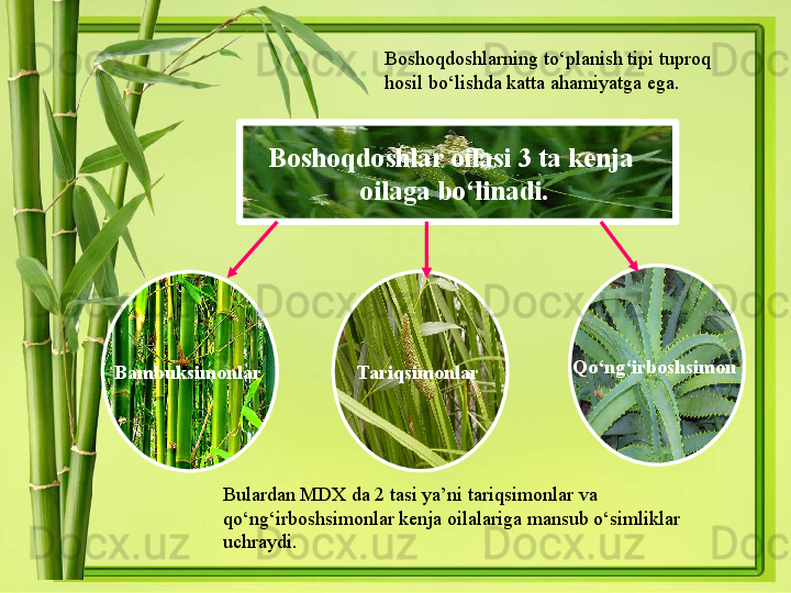 Boshoqdoshlar oilasi 3 ta kenja  
oilaga bo‘linadi.  Boshoqdoshlarning to‘planish tipi tuproq 
hosil bo‘lishda katta ahamiyatga ega. 
Bambuksimonlar  Tariqsimonlar  Qo‘ng‘irboshsimon  
Bulardan MDX da 2 tasi ya’ni tariqsimonlar va 
qo‘ng‘irboshsimonlar kenja oilalariga mansub o‘simliklar 
uchraydi.