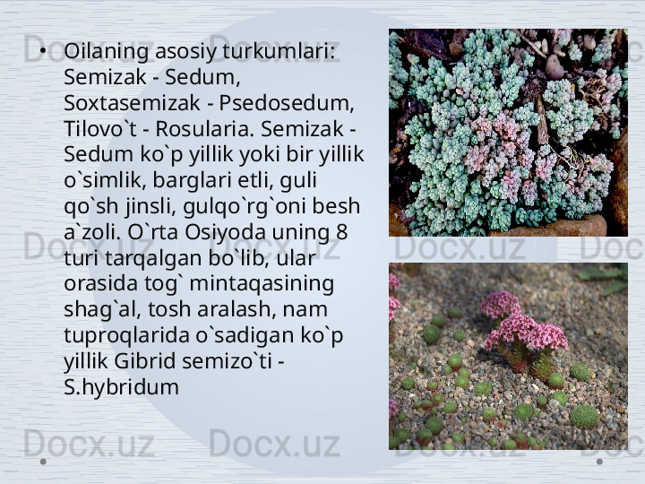 •
Oilaning asosiy turkumlari: 
Semizak - Sedum, 
Soxtasemizak - Psedosedum, 
Tilovo`t - Rosularia. Semizak - 
Sedum ko`p yillik yoki bir yillik 
o`simlik, barglari etli, guli 
qo`sh jinsli, gulqo`rg`oni besh 
a`zoli. O`rta Osiyoda uning 8 
turi tarqalgan bo`lib, ular 
orasida tog` mintaqasining 
shag`al, tosh aralash, nam 
tuproqlarida o`sadigan ko`p 
yillik Gibrid semizo`ti - 
S.hybridum 