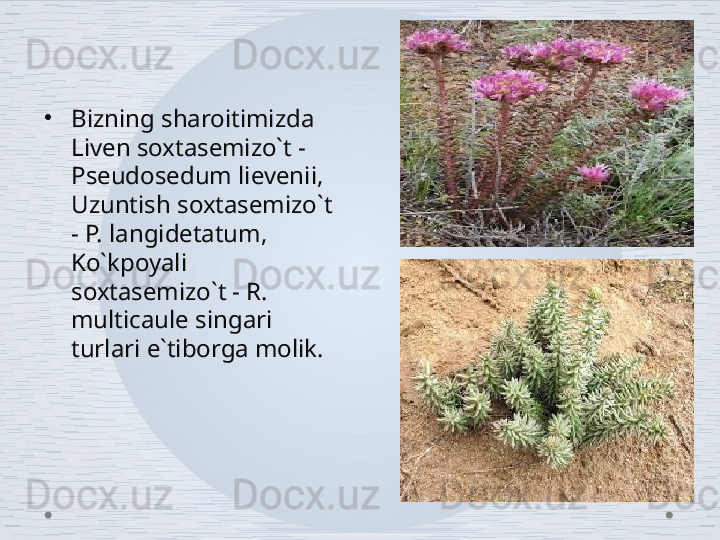 •
Bizning sharoitimizda 
Liven soxtasemizo`t - 
Pseudosedum lievenii, 
Uzuntish soxtasemizo`t 
- P. langidetatum, 
Ko`kpoyali 
soxtasemizo`t - R. 
multicaule singari 
turlari e`tiborga molik.  