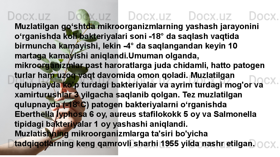 Muzlatilgan go‘shtda mikroorganizmlarning yashash jarayonini 
o‘rganishda koli bakteriyalari soni -18° da saqlash vaqtida 
birmuncha kamayishi, lekin -4° da saqlangandan keyin 10 
martaga kamayishi aniqlandi.Umuman olganda, 
mikroorganizmlar past haroratlarga juda chidamli, hatto patogen 
turlar ham uzoq vaqt davomida omon qoladi. Muzlatilgan 
qulupnayda ko'p turdagi bakteriyalar va ayrim turdagi mog'or va 
xamirturushlar 3 yilgacha saqlanib qolgan. Tez muzlatilgan 
qulupnayda (-18°C) patogen bakteriyalarni o‘rganishda 
Eberthella lyphosa 6 oy, aureus stafilokokk 5 oy va Salmonella 
tipidagi bakteriyalar 1 oy yashashi aniqlandi.
Muzlatishning mikroorganizmlarga ta'siri bo'yicha 
tadqiqotlarning keng qamrovli sharhi 1955 yilda nashr etilgan. 