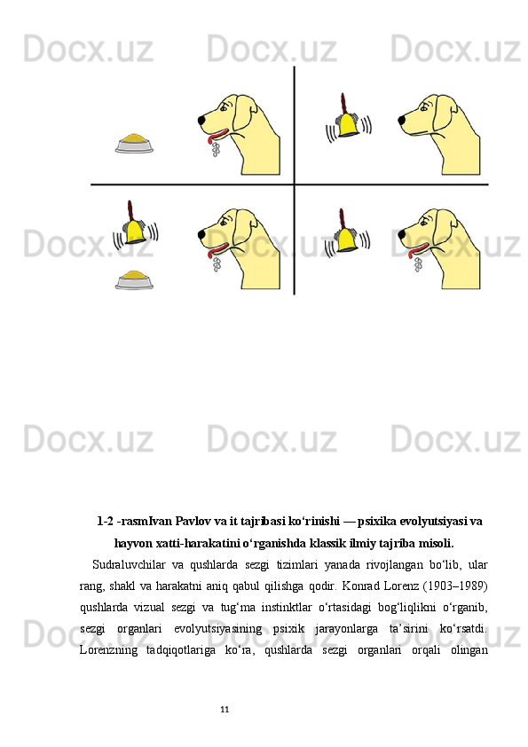 111-2 -rasmIvan Pavlov va it tajribasi ko‘rinishi — psixika evolyutsiyasi va
hayvon xatti - harakatini o‘rganishda klassik ilmiy tajriba misoli.
Sudraluvchilar   va   qushlarda   sezgi   tizimlari   yanada   rivojlangan   bo‘lib,   ular
rang,  shakl  va  harakatni  aniq  qabul  qilishga   qodir.  Konrad  Lorenz   (1903–1989)
qushlarda   vizual   sezgi   va   tug‘ma   instinktlar   o‘rtasidagi   bog‘liqlikni   o‘rganib,
sezgi   organlari   evolyutsiyasining   psixik   jarayonlarga   ta’sirini   ko‘rsatdi.
Lorenzning   tadqiqotlariga   ko‘ra,   qushlarda   sezgi   organlari   orqali   olingan 