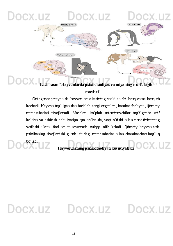 131.1.1-rasm  “Hayvonlarda psixik faoliyat va miyaning morfologik
asoslari”
Ontogenez   jarayonida   hayvon   psixikasining   shakllanishi   bosqichma-bosqich
kechadi. Hayvon tug‘ilganidan boshlab sezgi organlari, harakat faoliyati, ijtimoiy
munosabatlari   rivojlanadi.   Masalan,   ko‘plab   sutemizuvchilar   tug‘ilganda   zaif
ko‘rish   va   eshitish   qobiliyatiga   ega   bo‘lsa-da,   vaqt   o‘tishi   bilan   nerv   tizimining
yetilishi   ularni   faol   va   muvozanatli   xulqqa   olib   keladi.   Ijtimoiy   hayvonlarda
psixikaning   rivojlanishi   guruh   ichidagi   munosabatlar   bilan   chambarchas   bog‘liq
bo‘ladi.
Hayvonlarning psixik faoliyati xususiyatlari 