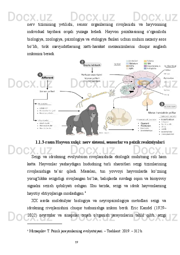 19nerv   tizimining   yetilishi,   sensor   organlarning   rivojlanishi   va   hayvonning
individual   tajribasi   orqali   yuzaga   keladi.   Hayvon   psixikasining   o‘rganilishi
biologiya, zoologiya, psixologiya va etologiya fanlari uchun muhim nazariy asos
bo‘lib,   tirik   mavjudotlarning   xatti-harakat   mexanizmlarini   chuqur   anglash
imkonini beradi.
1.1.3-rasm  Hayvon xulqi: nerv sistemi, sensorlar va psixik reaktsiyalar i
Sezgi   va   idrokning   evolyutsion   rivojlanishida   ekologik   muhitning   roli   ham
katta.   Hayvonlar   yashaydigan   hududning   turli   sharoitlari   sezgi   tizimlarining
rivojlanishiga   ta’sir   qiladi.   Masalan,   tun   yovvoyi   hayvonlarda   ko‘zning
yorug‘likka   sezgirligi   rivojlangan   bo‘lsa,   baliqlarda   suvdagi   oqim   va   kimyoviy
signalni   sezish   qobiliyati   oshgan.   Shu   tarzda,   sezgi   va   idrok   hayvonlarning
hayotiy ehtiyojlariga moslashgan. 6
XX   asrda   molekulyar   biologiya   va   neyropsixologiya   metodlari   sezgi   va
idrokning   rivojlanishini   chuqur   tushunishga   imkon   berdi.   Eric   Kandel   (1929–
2022)   neyronlar   va   sinapslar   orqali   o‘rganish   jarayonlarini   tahlil   qilib,   sezgi
6
 Mirzaqulov T. Psixik jarayonlarning evolyutsiyasi. – Toshkent: 2019. – 312 b. 