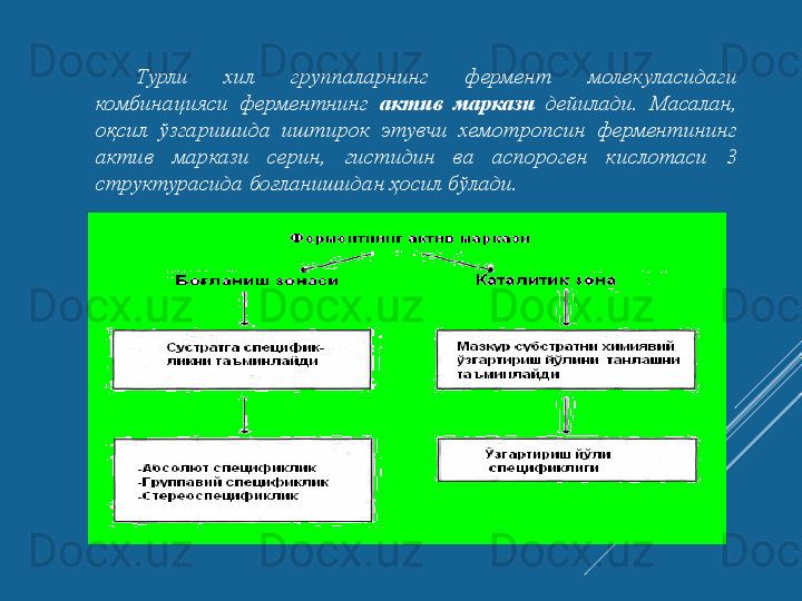 Турли  хил  группаларнинг  фермент  молекуласидаги 
комбинацияси  ферментнинг  актив 	маркази   дейилади.  Масалан, 
оқсил  ўзгаришида  иштирок  этувчи  хемотропсин  ферментининг 
актив  маркази  серин,  гистидин  ва  аспороген  кислотаси  3 
структурасида боғланишидан ҳосил бўлади.  