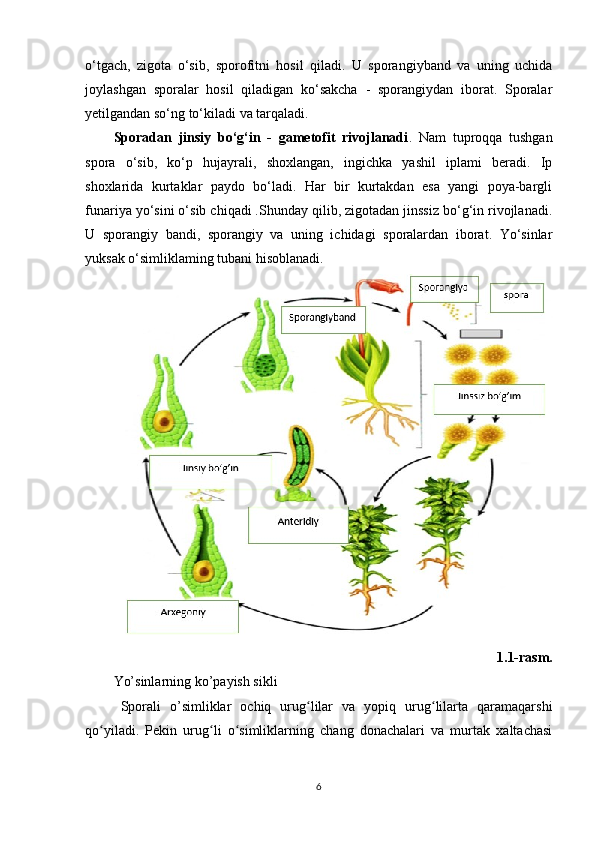 o‘tgach,   zigota   o‘sib,   sporofitni   hosil   qiladi.   U   sporangiyband   va   uning   uchida
joylashgan   sporalar   hosil   qiladigan   ko‘sakcha   -   sporangiydan   iborat.   Sporalar
yetilgandan so‘ng to‘kiladi va tarqaladi.
Sporadan   jinsiy   bo‘g‘in   -   gametofit   rivojlanadi .   Nam   tuproqqa   tushgan
spora   о ‘sib,   ko‘p   hujayrali,   shoxlangan,   ingichka   yashil   iplami   beradi.   Ip
shoxlarida   kurtaklar   paydo   bo‘ladi.   Har   bir   kurtakdan   esa   yangi   poya-bargli
funariya yo‘sini o‘sib chiqadi .Shunday qilib, zigotadan jinssiz bo‘g‘in rivojlanadi.
U   sporangiy   bandi,   sporangiy   va   uning   ichidagi   sporalardan   iborat.   Yo‘sinlar
yuksak o‘simliklaming tubani hisoblanadi.
1.1-rasm.
Yo’sinlarning ko’payish sikli 
Sporali   o’simliklar   ochiq   urug lilar   va   yopiq   urug lilarta   qaramaqarshiʻ ʻ
qo yiladi.   Pekin   urug li   o simliklarning   chang   donachalari   va   murtak   xaltachasi	
ʻ ʻ ʻ
6 