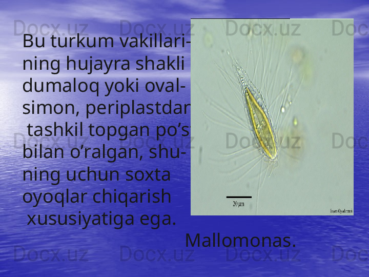  
Bu turkum vakillari -
ning  h ujayra shakli 
dumalo q  yoki oval -
simon, periplastdan
 tashkil topgan p o’ st 
bilan  o’ ralgan, shu -
ning uchun soxta 
oyo q lar chi q arish
 xus u siyatiga ega .
                                  Mallomonas.
  