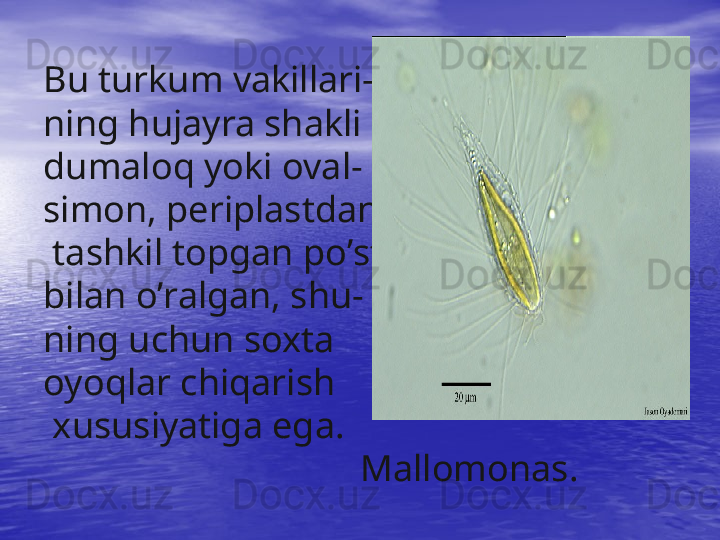 Bu turkum vakillari -
ning  h ujayra shakli 
dumalo q  yoki oval -
simon, periplastdan
 tashkil topgan p o’ st 
bilan  o’ ralgan, shu -
ning uchun soxta 
oyo q lar chi q arish
 xus u siyatiga ega .
                                  Mallomonas.