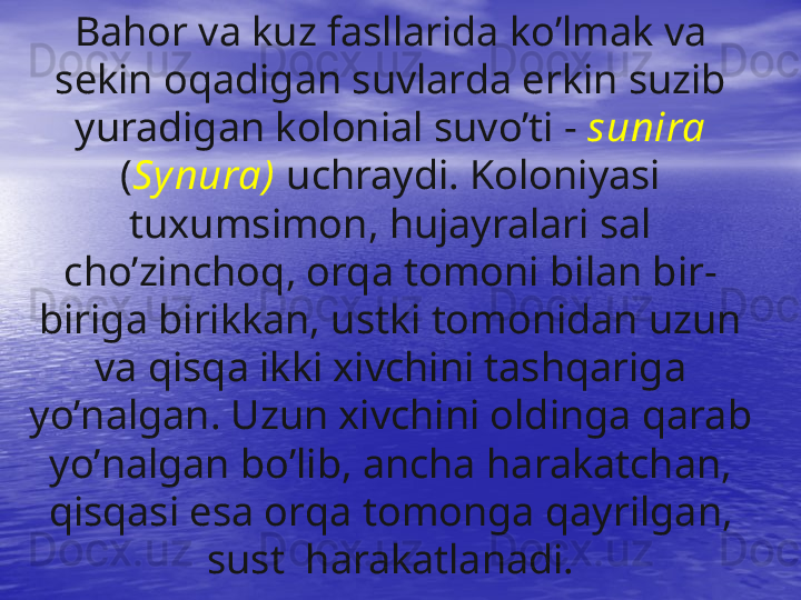 Ba h or va kuz fasllarida k o’ lmak va 
sekin o q adigan suvlar da erkin suzib 
yuradiga n  kolonial suv o’ ti  -   suni ra 
( Sy nura)  uchraydi. Koloniyasi 
tuxumsimon,  h ujayralari sal 
ch o’ zincho q , o rq a tomoni bilan bir-
biriga birikkan, ustki tomonidan uzun 
va  qisq a ikki xivchini tash q ariga 
y o’ nalgan. Uzun xivchini oldinga  q arab 
y o’ nalgan b o’ lib, ancha  h arakatchan, 
qisq asi esa or q a tomonga  q ayr i lgan, 
sust     h arakatlanadi. 