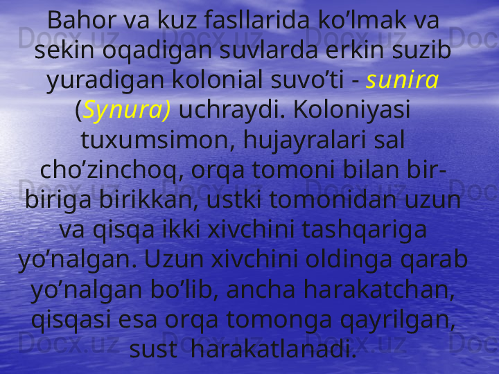 Ba h or va kuz fasllarida k o’ lmak va 
sekin o q adigan suvlar da erkin suzib 
yuradiga n  kolonial suv o’ ti  -   suni ra 
( Sy nura)  uchraydi. Koloniyasi 
tuxumsimon,  h ujayralari sal 
ch o’ zincho q , o rq a tomoni bilan bir-
biriga birikkan, ustki tomonidan uzun 
va  qisq a ikki xivchini tash q ariga 
y o’ nalgan. Uzun xivchini oldinga  q arab 
y o’ nalgan b o’ lib, ancha  h arakatchan, 
qisq asi esa or q a tomonga  q ayr i lgan, 
sust     h arakatlanadi.