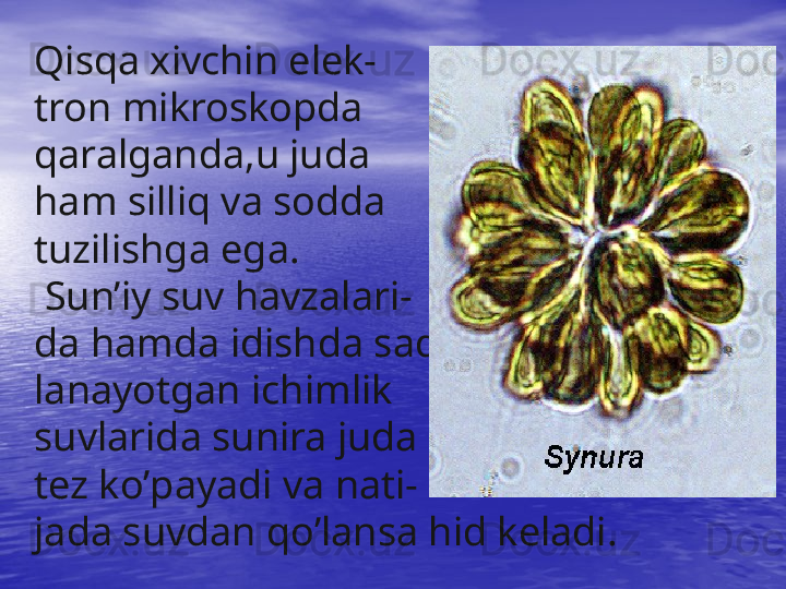 Qisqa xivchin elek-
tron mikroskopda
qaralganda,u juda
ham silliq va sodda
tuzilishga ega.
  Sun’iy suv  h avzalari -
da  h amda idishda sa q
lanayotgan ichimlik 
suvlarida sunira juda 
tez k o’ payadi va nati -
jada suvdan  qo’ lansa  h id keladi. 