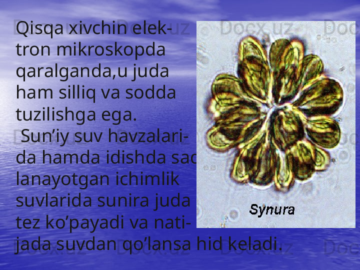 Qisqa xivchin elek-
tron mikroskopda
qaralganda,u juda
ham silliq va sodda
tuzilishga ega.
  Sun’iy suv  h avzalari -
da  h amda idishda sa q
lanayotgan ichimlik 
suvlarida sunira juda 
tez k o’ payadi va nati -
jada suvdan  qo’ lansa  h id keladi.
