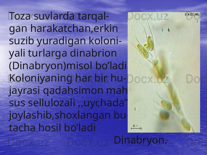 Toza suvlarda tarqal-
gan harakatchan,erkin
suzib yuradigan koloni-
yali turlarga dinabrion
(Dinabryon)misol bo’ladi.
Koloniyaning har bir hu-
jayrasi qadahsimon mah-
sus sellulozali ,,uychada’’
joylashib,shoxlangan bu-
tacha hosil bo’ladi
                                       Dinabryon. .  