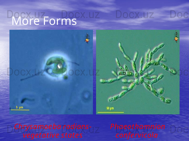 More Forms
Chrysamoe ba radians- 
ve ge t at ive  st at e s Phae ot hamnion 
conf e rvicola   