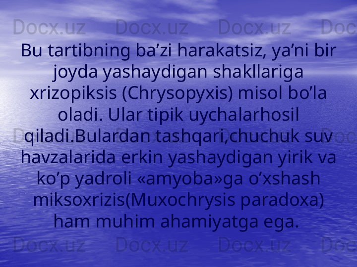 Bu tartibning ba’zi  h arakatsiz, ya’ni bir 
joyda yashaydigan shakllariga 
xrizopiksis (Chrysopyxis) misol b o’ la 
oladi. Ular tipik uychalar h osil 
q iladi.Bulardan   tash q ari,chuchuk suv 
h avzala r i d a erkin yashaydigan yirik va 
k o’ p yadroli «amyoba» ga o’xshash 
miksoxrizis(Muxochrysis   paradoxa) 
h am mu h im a h amiyatga ega.  