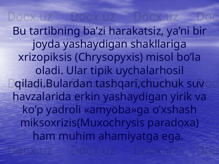 Bu tartibning ba’zi  h arakatsiz, ya’ni bir 
joyda yashaydigan shakllariga 
xrizopiksis (Chrysopyxis) misol b o’ la 
oladi. Ular tipik uychalar h osil 
q iladi.Bulardan   tash q ari,chuchuk suv 
h avzala r i d a erkin yashaydigan yirik va 
k o’ p yadroli «amyoba» ga o’xshash 
miksoxrizis(Muxochrysis   paradoxa) 
h am mu h im a h amiyatga ega.