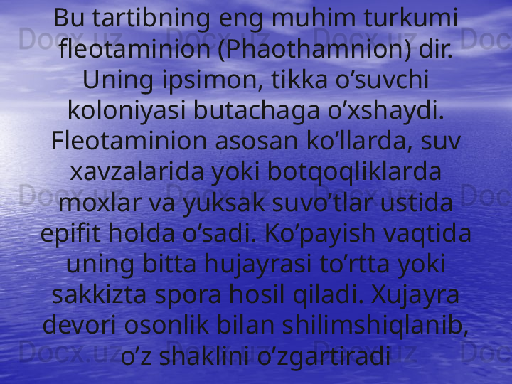 Bu tartibning eng muhim turkumi 
fleotaminion (Phaothamnion) dir. 
Uning ipsimon, tikka o’suvchi 
koloniyasi butachaga o’xshaydi. 
Fleotaminion asosan ko’llarda, suv 
xavzalarida yoki botqoqliklarda 
moxlar va yuksak suvo’tlar ustida 
epifit holda o’sadi. Ko’payish vaqtida 
uning bitta hujayrasi to’rtta yoki 
sakkizta spora hosil qiladi. Xujayra 
devori osonlik bilan shilimshiqlanib, 
o’z shaklini o’zgartiradi 