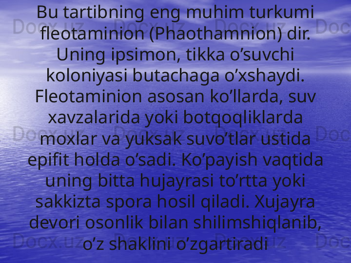 Bu tartibning eng muhim turkumi 
fleotaminion (Phaothamnion) dir. 
Uning ipsimon, tikka o’suvchi 
koloniyasi butachaga o’xshaydi. 
Fleotaminion asosan ko’llarda, suv 
xavzalarida yoki botqoqliklarda 
moxlar va yuksak suvo’tlar ustida 
epifit holda o’sadi. Ko’payish vaqtida 
uning bitta hujayrasi to’rtta yoki 
sakkizta spora hosil qiladi. Xujayra 
devori osonlik bilan shilimshiqlanib, 
o’z shaklini o’zgartiradi