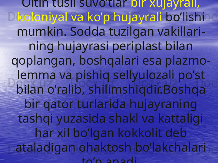 Oltin tusli suv o’ tlar  bir xujayrali, 
kolon iy al va k o’ p  h ujayrali  b o’ lishi 
mumkin. Sodda tuzilgan   vakillar i-
ning  hu jayrasi periplast bilan 
q oplangan, bosh q alari esa plazmo- 
lemma va pishi q  sellyulozali p o’ st 
bilan  o’ ralib, shilimshi q dir.Bosh q a 
bir  q ator turlarida  h ujayraning 
tash q i yuzasida shakl va kattaligi 
h ar xil b o’ lgan kokkolit deb 
ataladigan o h aktosh  bo’lakchalari 
to’planadi. 