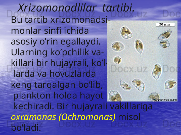 Xrizomonadlilar  tartibi.
Bu tartib xrizomonadsi -
monlar   sinfi ichida 
asosiy  o’ rin egallaydi. 
Ularning k o’ pchilik va -
killari bir  h ujayrali, k o’ l-
 larda va  h ovuzlarda 
keng tar q algan b o’ lib,
 plankton  h olda  h ayot
 kechiradi. Bir  h ujayrali vakillariga 
oxramonas (Ochro m onas)  misol 
b o’ ladi.