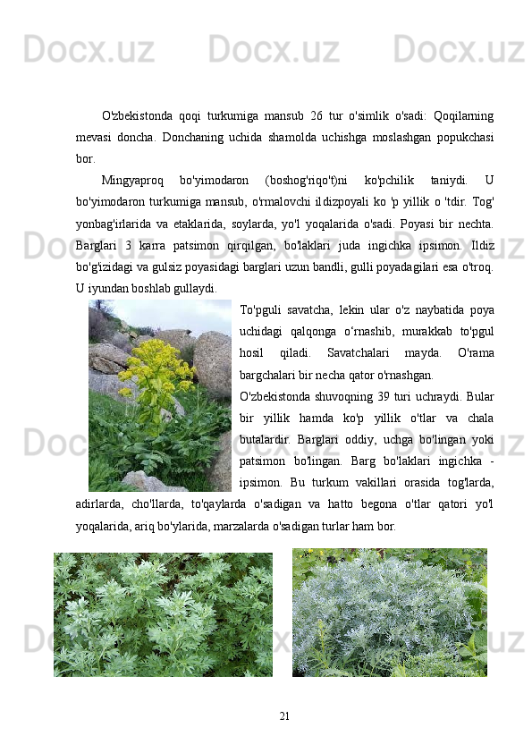O'zbekistonda   qoqi   turkumiga   mansub   26   tur   o'simlik   o'sadi:   Qoqilarning
mevasi   doncha.   Donchaning   uchida   sha molda   uchishga   moslashgan   popukchasi
bor.
Mingyaproq   bo'yimodaron   (boshog'riqo't)ni   ko'pchilik   taniydi.   U
bo'yimodaron turkumiga mansub,  o'rmalovchi  il dizpoyali  ko ' р   yillik   о   'tdir.   Tog'
yonbag'irlarida   va   etaklarida,   soylarda,   yo'l   yoqala rida   o'sadi.   Poyasi   bir   nechta.
Barglari   3   k а rr а   patsimon   qir qilgan,   bo'laklari   juda   ingichka   ipsimon.   Ildiz
bo'g'izidagi va gulsiz poyasidagi barglari uzun bandli, gulli poyadagilari esa o'troq.
U iyundan boshlab gullaydi.
To'pguli   savatcha,   lekin   ular   o'z   naybatida   ро ya
uchidagi   qalqonga   o‘rnashib,   murakkab   to'pgul
hosil   qiladi.   Savatcha lari   mayda.   O'rama
bargchalari bir necha qator o'rnashgan. 
O'zbekistonda shuvoqning 39 turi uchraydi. Bular
bir   yil lik   hamda   ko'p   yillik   o'tlar   va   chala
butalardir.   Barglari   od diy,   uchga   bo'lingan   yoki
patsimon   bo'lingan.   Barg   bo'laklari   ingichka   -
ipsimon.   В u   turkum   vakillari   orasida   tog' larda,
adirlarda,   cho'llarda,   to'qaylarda   o'sadigan   va   hatto   begona   o'tlar   qatori   yo'l
yoqalarida, ariq bo'ylarida, mar zalarda o'sadigan turlar ham bor.
21 