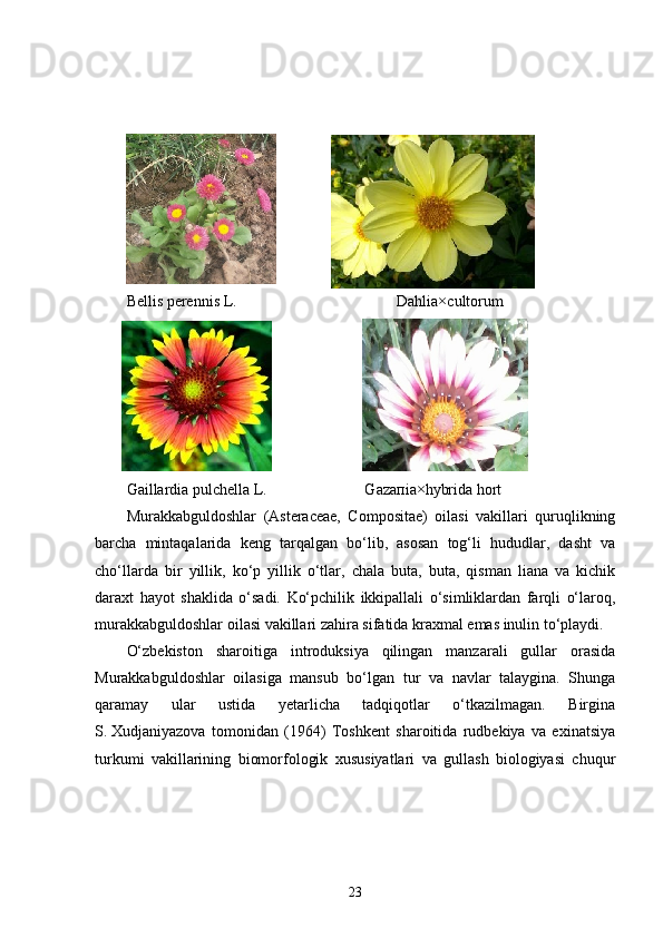 Bellis perennis L.                                           Dahlia×cultorum
Gaillardia pulchella  L.                          G а z ап i а ×hybrida hort
Murakkabguldoshlar   (Asteraceae,   Compositae)   oilasi   vakillari   quruqlikning
barcha   mintaqalarida   keng   tarqalgan   bo‘lib,   asosan   tog‘li   hududlar,   dasht   va
cho‘llarda   bir   yillik,   ko‘p   yillik   o‘tlar,   chala   buta,   buta,   qisman   liana   va   kichik
daraxt   hayot   shaklida   o‘sadi.   Ko‘pchilik   ikkipallali   o‘simliklardan   farqli   o‘laroq,
murakkabguldoshlar oilasi vakillari zahira sifatida kraxmal emas inulin to‘playdi. 
O‘zbekiston   sharoitiga   introduksiya   qilingan   manzarali   gullar   orasida
Murakkabguldoshlar   oilasiga   mansub   bo‘lgan   tur   va   navlar   talaygina.   Shunga
qaramay   ular   ustida   yetarlicha   tadqiqotlar   o‘tkazilmagan.   Birgina
S.   Xudjaniyazova   tomonidan   (1964)   Toshkent   sharoitida   rudbekiya   va   exinatsiya
turkumi   vakillarining   biomorfologik   xususiyatlari   va   gullash   biologiyasi   chuqur
23 