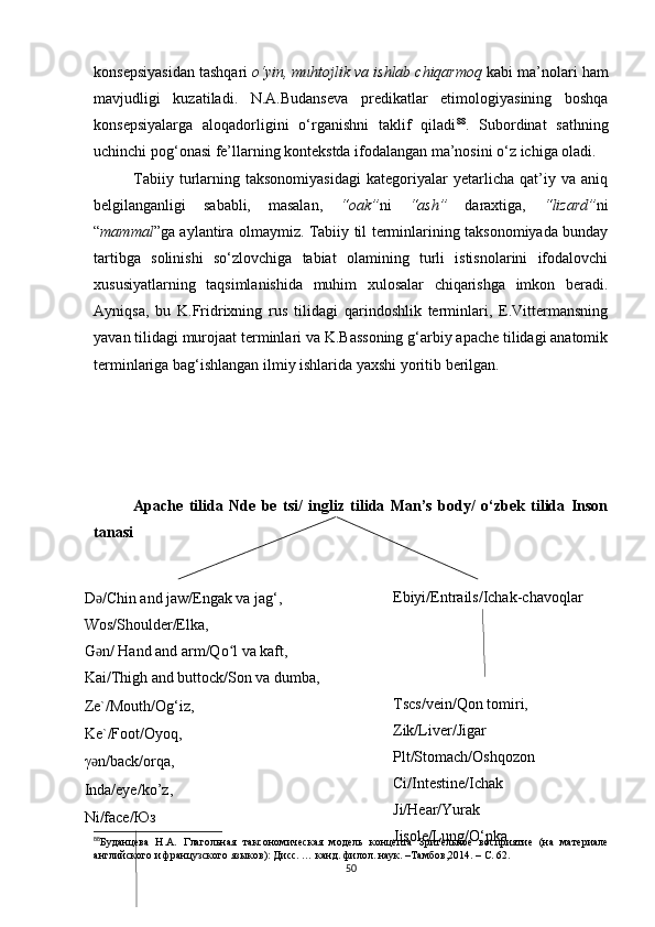 konsepsiyasidan tashqari  o‘yin, muhtojlik va ishlab chiqarmoq  kabi ma’nolari ham
mavjudligi   kuzatiladi.   N.A.Budanseva   predikatlar   etimologiyasining   boshqa
konsepsiyalarga   aloqadorligini   o‘rganishni   taklif   qiladi 88
.   Subordinat   sathning
uchinchi pog‘onasi fe’llarning kontekstda ifodalangan ma’nosini o‘z ichiga oladi. 
Tabiiy   turlarning   taksonomiyasidagi   kategoriyalar   yetarlicha   qat’iy   va   aniq
belgilanganligi   sababli,   masalan,   “oak” ni   “ash”   daraxtiga,   “lizard” ni
“ mammal ”ga aylantira olmaymiz. Tabiiy til terminlarining taksonomiyada bunday
tartibga   solinishi   so‘zlovchiga   tabiat   olamining   turli   istisnolarini   ifodalovchi
xususiyatlarning   taqsimlanishida   muhim   xulosalar   chiqarishga   imkon   beradi.
Ayniqsa,   bu   K.Fridrixning   rus   tilidagi   qarindoshlik   terminlari,   E.Vittermansning
yavan tilidagi murojaat terminlari va K.Bassoning g‘arbiy apache tilidagi anatomik
terminlariga bag‘ishlangan ilmiy ishlarida yaxshi yoritib berilgan.
Apache   tilida   Nde   be   tsi/   ingliz   tilida   Man’s   body/   o‘zbek   tilida   Inson
tanasi
88
Буданцева   Н.А.   Глагольная   таксономическая   модель   концепта   З рительное   восприятие   (на   материале
английского и французского языков):  Д исс. … к анд . филол. н аук . –Тамбов,2014.  – С. 62.
50D /Chin and jaw/Engak va jag‘ǝ ,
Wos/Shoulder/Elka ,
G n/ Hand and arm/Qo l va kaft
ǝ ʻ , 
Kai/Thigh and buttock/Son va dumba ,
Ze`/Mouth/О g‘iz ,
Ke`/Foot/О yoq ,
γ n/back/о
ǝ rqa ,
Inda/eye/ ko’z ,
Ni/face/Юз Ebiyi/Entrails/Ichak-chavoqlar
Tscs/vein/Qon tomiri,
Zik/Liver/Jigar
Plt/Stomach/Oshqozon
Ci/Intestine/Ichak
Ji/Hear/Yurak
Jisole/Lung/O‘pka 