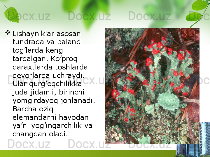 
Lishayniklar asosan 
tundrada va baland 
tog’larda keng 
tarqalgan. Ko’proq 
daraxtlarda toshlarda 
devorlarda uchraydi. 
Ular qurg’oqchilikka 
juda jidamli, birinchi 
yomgirdayoq jonlanadi. 
Barcha oziq 
elemantlarni havodan 
ya’ni yog’ingarchilik va 
changdan oladi. 