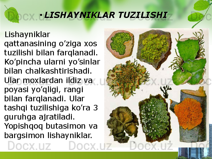 •
LISHAYNIKLAR TUZILISHI
    Lishayniklar 
qattanasining o’ziga xos 
tuzilishi bilan farqlanadi. 
Ko’pincha ularni yo’sinlar 
bilan chalkashtirishadi. 
Ular moxlardan ildiz va 
poyasi yo’qligi, rangi 
bilan farqlanadi. Ular 
tashqi tuzilishiga ko’ra 3 
guruhga ajratiladi. 
Yopishqoq butasimon va 
bargsimon lishayniklar.    