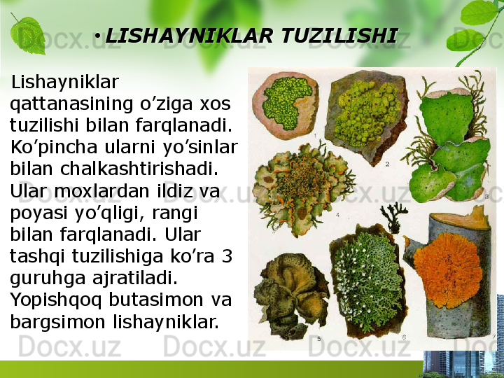 •
LISHAYNIKLAR TUZILISHI
    Lishayniklar 
qattanasining o’ziga xos 
tuzilishi bilan farqlanadi. 
Ko’pincha ularni yo’sinlar 
bilan chalkashtirishadi. 
Ular moxlardan ildiz va 
poyasi yo’qligi, rangi 
bilan farqlanadi. Ular 
tashqi tuzilishiga ko’ra 3 
guruhga ajratiladi. 
Yopishqoq butasimon va 
bargsimon lishayniklar.