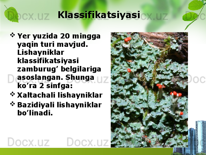 Klassifikatsiyasi 

Yer yuzida 20 mingga 
yaqin turi mavjud. 
Lishayniklar 
klassifikatsiyasi 
zamburug’ belgilariga 
asoslangan. Shunga 
ko’ra 2 sinfga: 

Xaltachali lishayniklar

Bazidiyali lishayniklar 
bo’linadi.  