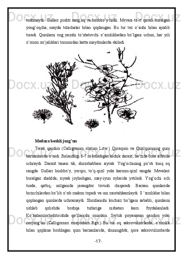 tushmaydi. Gullari pushti rang,oq va hushbo’y hidli. Mevasi-to’rt qirrali buralgan
yong’oqcha,   mayda   tolachalar   bilan   qoplangan.   Bu   tur   tez   o’sishi   bilan   ajralib
turadi.   Qumlami   eng   yaxshi   to’xtatuvchi   o’simliklardan   bo’lgani   uchun,   har   yili
o’rmon xo’jaliklari tomonidan katta maydonlarda ekiladi. 
Meduza boshli juzg’un
Terak   qandim   (Calligonum   elatum   Litw.)   Qoraqum   va   Qizilqumning   qum
barxanlarida o’sadi. Balandligi 6-7 m keladigan kichik daraxt, ba’zida buta sifatida
uchraydi.   Daraxt   tanasi   tik,   shoxshabbasi   siyrak.   Yog’ochining   po’sti   tiniq   oq
rangda.   Gullari   hushbo’y,   yorqin,   to’q-qizil   yoki   karmin-qizil   rangda.   Mevalari
buralgan   shaklda,   siyrak   joylashgan,   may-iyun   oylarida   yetiladi.   Yog’ochi   och
tusda,   qattiq,   urilganida   jarangdor   tovush   chiqaradi.   Barxan   qumlarida
birinchilardan bo’lib o’sib makon topadi va uni mustahkamlaydi. 0 ‘simliklar bilan
qoplangan   qumlarda   uchramaydi.   Shoxlanishi   kuchsiz   bo’lgani   sababli,   qumlami
ushlab   qolishda   boshqa   turlariga   nisbatan   kam   foydalaniladi.
Ko’kalamzorlashtirishda   qo’llanishi   mumkin.   Sertuk   poyasimon   qandim   yoki
norjuzg’un   (Calligonum   eriopodum   Bge.)   Bu   tur   oq   saksovulzorlarda,   o’simlik
bilan   qoplana   boshlagan   qum   barxanlarida,   shuningdek,   qora   saksovulzorlarda
- 17 - 