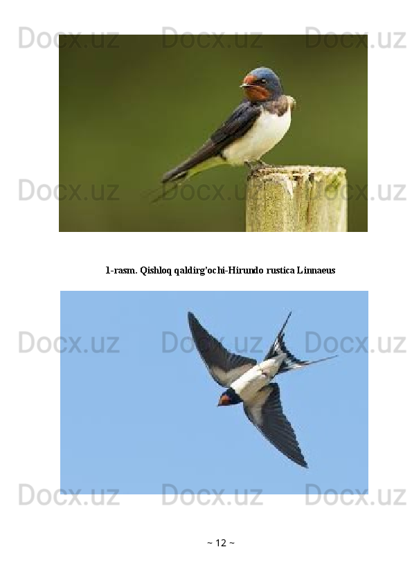 1-rasm. Qishloq qaldirg’ochi-Hirundo rustica Linnaeus
~  12  ~