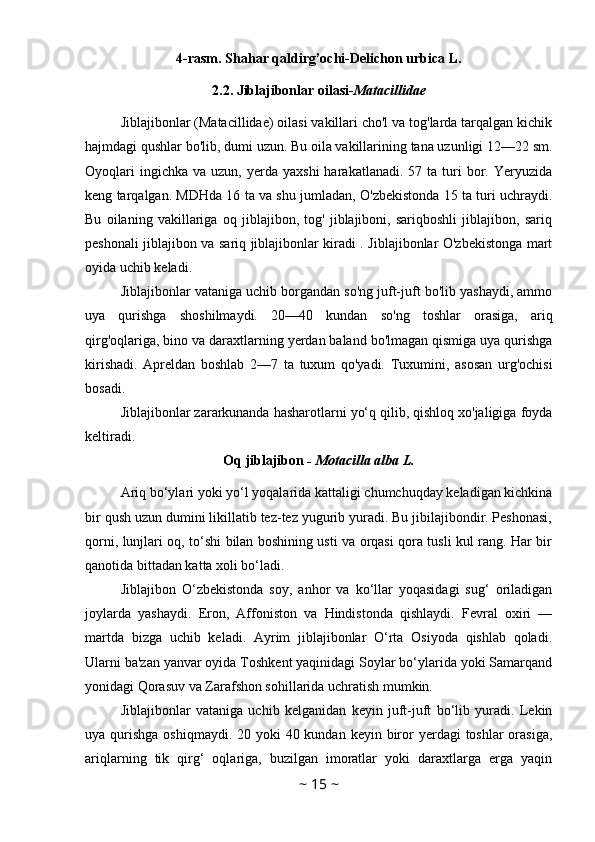 4-rasm. Shahar qaldirg’ochi-Delichon urbica L.
2.2. Jiblajibonlar oilasi- Matacillidae
Jiblajibonlar (Matacillidae) oilasi vakillari cho'l va tog'larda tarqalgan kichik
hajmdagi qushlar bo'lib, dumi uzun. Bu oila vakillarining tana uzunligi 12—22 sm.
Oyoqlari  ingichka   va  uzun,  yerda  yaxshi  harakatlanadi.   57  ta  turi  bor.  Yeryuzida
keng tarqalgan. MDHda 16 ta va shu jumladan, O'zbekistonda 15 ta turi uchraydi.
Bu   oilaning   vakillariga   oq   jiblajibon,   tog'   jiblajiboni,   sariqboshli   jiblajibon,   sariq
peshonali jiblajibon va sariq jiblajibonlar kiradi . Jiblajibonlar O'zbekistonga mart
oyida uchib keladi. 
Jiblajibonlar vataniga uchib borgandan so'ng juft-juft bo'lib yashaydi, ammo
uya   qurishga   shoshilmaydi.   20—40   kundan   so'ng   toshlar   orasiga,   ariq
qirg'oqlariga, bino va daraxtlarning yerdan baland bo'lmagan qismiga uya qurishga
kirishadi.   Apreldan   boshlab   2—7   ta   tuxum   qo'yadi.   Tuxumini,   asosan   urg'ochisi
bosadi. 
Jiblajibonlar zararkunanda hasharotlarni yo‘q qilib, qishloq xo'jaligiga foyda
keltiradi.
Oq jiblajibon  - Motacilla alba L.
Ariq bo‘ylari yoki yo‘l yoqalarida kattaligi chumchuqday keladigan kichkina
bir qush uzun dumini likillatib tez-tez yugurib yuradi. Bu jibilajibondir. Peshonasi,
qorni, lunjlari oq, to‘shi bilan boshining usti va orqasi qora tusli kul rang. Har bir
qanotida bittadan katta xoli bo‘ladi. 
Jiblajibon   O‘zbekistonda   soy,   anhor   va   ko‘llar   yoqasidagi   sug‘   oriladigan
joylarda   yashaydi.   Eron,   Affoniston   va   Hindistonda   qishlaydi.   Fevral   oxiri   —
martda   bizga   uchib   keladi.   Ayrim   jiblajibonlar   O‘rta   Osiyoda   qishlab   qoladi.
Ularni ba'zan yanvar oyida Toshkent yaqinidagi Soylar bo‘ylarida yoki Samarqand
yonidagi Qorasuv va Zarafshon sohillarida uchratish mumkin. 
Jiblajibonlar   vataniga   uchib   kelganidan   keyin   juft-juft   bo‘lib   yuradi.   Lekin
uya qurishga  oshiqmaydi.  20 yoki  40 kundan  keyin biror  yerdagi  toshlar  orasiga,
ariqlarning   tik   qirg‘   oqlariga,   buzilgan   imoratlar   yoki   daraxtlarga   erga   yaqin
~  15  ~
