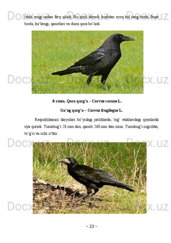 lekin rangi undan farq qiladi. Bu qush deyarli boshdan oyoq kul rang tusda, faqat
boshi, ko‘kragi, qanotlari va dumi qora bo‘ladi.
                             8-rasm. Qora qarg’a – Corvus corone L.
Go’ng qarg’a – Corvus frugilegus L.
Respublikamiz   daryolari   bo’yidagi   jarliklarda,   tog’   etaklaridagi   qoyalarda
uya quradi. Tumshug’i 28 mm dan, qanoti 260 mm dan uzun. Tumshug’i ingichka,
to’g’ri va uchi o’tkir.
~  23  ~