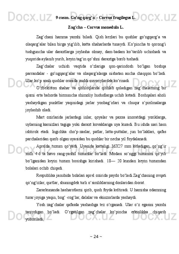 9-rasm. Go’ng qarg’a – Corvus frugilegus L.
Zag’cha – Corvus monedula L.
Zag‘chani   hamma   yaxshi   biladi.   Qish   kezlari   bu   qushlar   go‘ngqarg‘a   va
olaqarg‘alar  bilan birga yig‘ilib, katta shaharlarda tunaydi. Ko‘pincha to qorong‘i
tushguncha   ular   daraxtlarga   joylasha   olmay,   dam-badam   ko‘tarilib   uchishadi   va
yuqorida aylanib yurib, keyin tag‘in qo‘shni daraxtga borib tushadi. 
Zag‘chalar   uchish   vaqtida   o‘zlariga   qon-qarindosh   bo‘lgan   boshqa
parrandalar   -   go‘ngqarg‘alar   va   olaqarg‘alarga   nisbatan   ancha   chaqqon   bo‘ladi.
Ular ko‘p sonli qushlar orasida xuddi suvoriylardek ko‘rinadi. 
O‘zbekiston   shahar   va   qishloqlarida   qishlab   qoladigan   zag‘chalarning   bir
qismi erta bahorda birmuncha shimoliy hududlarga uchib ketadi. Boshqalari aholi
yashaydigan   punktlar   yaqinidagi   jarlar   yonbag‘irlari   va   chuqur   o‘pirilmalarga
joylashib oladi. 
Mart   oxirlarida   jarlardagi   inlar,   qoyalar   va   paxsa   imoratdagi   yoriklarga,
uylarning karnizlari tagiga yoki daraxt kovaklariga uya kuradi. Bu ishda nari ham
ishtirok   etadi.   Ingichka   cho‘p-xaslar,   patlar,   latta-puttalar,   jun   bo‘laklari,   qafas
parchalaridan qurib olgan uyasidan bu qushlar bir necha yil foydalanadi. 
Aprelda   tuxum   qo‘yadi.   Uyasida   kattaligi   36X27   mm   keladigan,   qo‘ng‘ir
xolli   4-6   ta   havo   rang-yashil   tuxumlar   bo‘ladi.   Modasi   so‘nggi   tuxumini   qo‘yib
bo‘lganidan   keyin   tuxum   bosishga   kirishadi.   18—   20   kundan   keyin   tuxumdan
bolalari ochib chiqadi. 
Respublika janubida bolalari aprel oxirida paydo bo‘ladi.Zag‘chaning ovqati
qo‘ng‘izlar, qurtlar, shuningdek turli o‘simliklarning donlaridan iborat. 
Zararkunanda hasharotlarni qirib, qush foyda keltiradi. U hamisha odamning
turar joyiga yaqin, bog‘ -rog‘lar, dalalar va ekinzorlarda yashaydi. 
Yosh   zag‘chalar   qafasda   yashashga   tez   o‘rganadi.   Ular   o‘z   egasini   yaxshi
taniydigan   bo‘ladi.   O‘rgatilgan   zag‘chalar   ko‘pincha   erkinlikka   chiqarib
yuboriladi,
~  24  ~ 