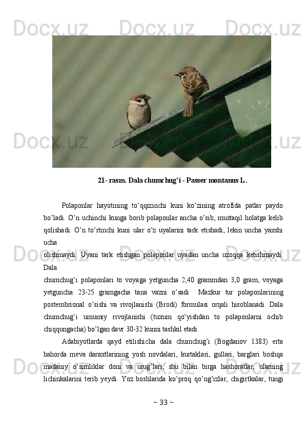 21- rasm. Dala chumchug’i - Passer montanus L.
Polaponlar   hayotining   to’qqizinchi   kuni   ko’zining   atrofida   patlar   paydo
bo’ladi. O’n uchinchi  kunga borib polaponlar  ancha o’sib, mustaqil  holatga  kelib
qolishadi.   O’n   to’rtinchi   kuni   ular   o’z   uyalarini   tark   etishadi,   lekin   uncha   yaxshi
ucha
olishmaydi.   Uyani   tark   etishgan   polaponlar   uyadan   uncha   uzoqqa   ketishmaydi.
Dala
chumchug’i   polaponlari   to   voyaga   yetguncha   2,40   grammdan   3,0   gram,   voyaga
yetguncha   23-25   gramgacha   tana   vazni   o’sadi     Mazkur   tur   polaponlarining
postembrional   o’sishi   va   rivojlanishi   (Brodi)   formulasi   orqali   hisoblanadi.   Dala
chumchug’i   umumiy   rivojlanishi   (tuxum   qo’yishdan   to   polaponlarni   ochib
chiqqungacha) bo’lgan davr 30-32 kunni tashkil etadi.
Adabiyotlarda   qayd   etilishicha   dala   chumchug’i   (Bogdanov   1383)   erta
bahorda   meva   daraxtlarining   yosh   novdalari,   kurtaklari,   gullari,   barglari   boshqa
madaniy   o’simliklar   doni   va   urug’lari,   shu   bilan   birga   hashoratlar,   ularning
lichinkalarini   terib   yeydi.   Yoz   boshlarida   ko’proq   qo’ng’izlar,   chigirtkalar,   tungi
~  33  ~ 