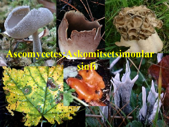 Ascomycetes:Askomitsetsimonlar      
sinfi