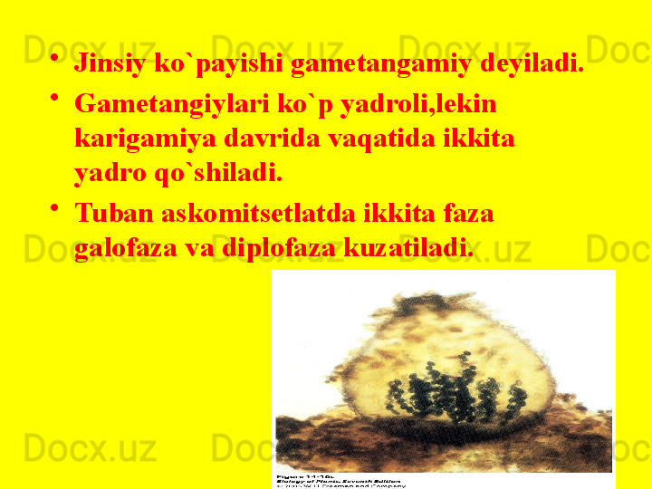 •
Jinsiy ko`payishi gametangamiy deyiladi.
•
Gametangiylari ko`p yadroli,lekin 
karigamiya davrida vaqatida ikkita 
yadro qo`shiladi.
•
Tuban askomitsetlatda ikkita faza 
galofaza va diplofaza kuzatiladi.