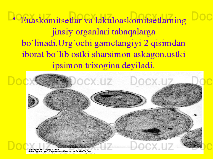 •
Euaskomitsetlar va lakuloaskomitsetlarning 
jinsiy organlari tabaqalarga 
bo`linadi.Urg`ochi gametangiyi 2 qisimdan 
iborat bo`lib ostki sharsimon askagon,ustki 
ipsimon trixogina deyiladi. 