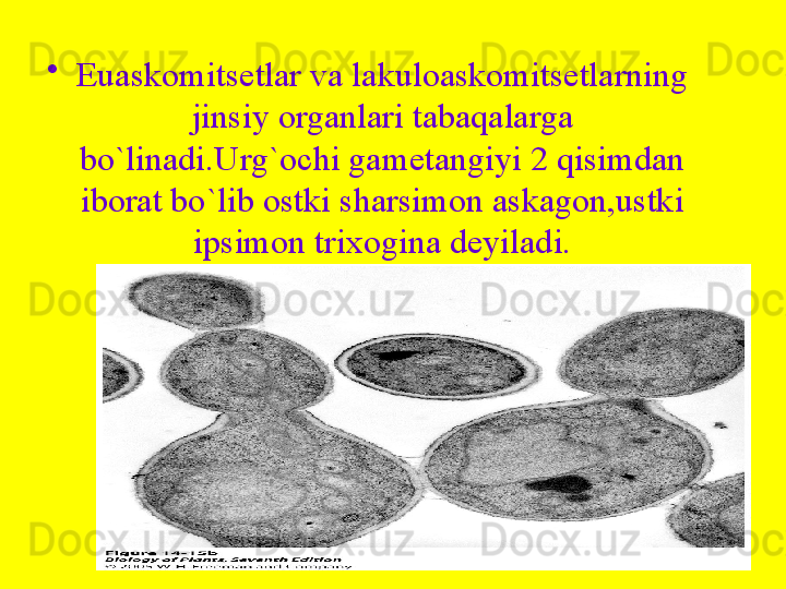 •
Euaskomitsetlar va lakuloaskomitsetlarning 
jinsiy organlari tabaqalarga 
bo`linadi.Urg`ochi gametangiyi 2 qisimdan 
iborat bo`lib ostki sharsimon askagon,ustki 
ipsimon trixogina deyiladi.