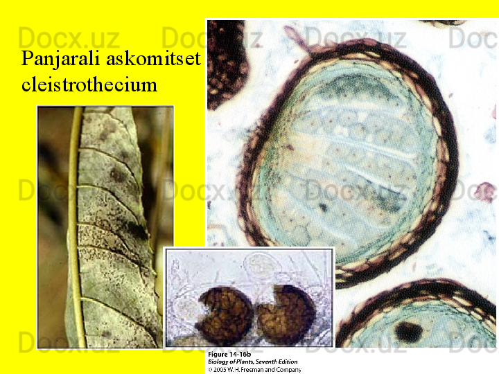 Panjarali askomitset 
cleistrothecium 